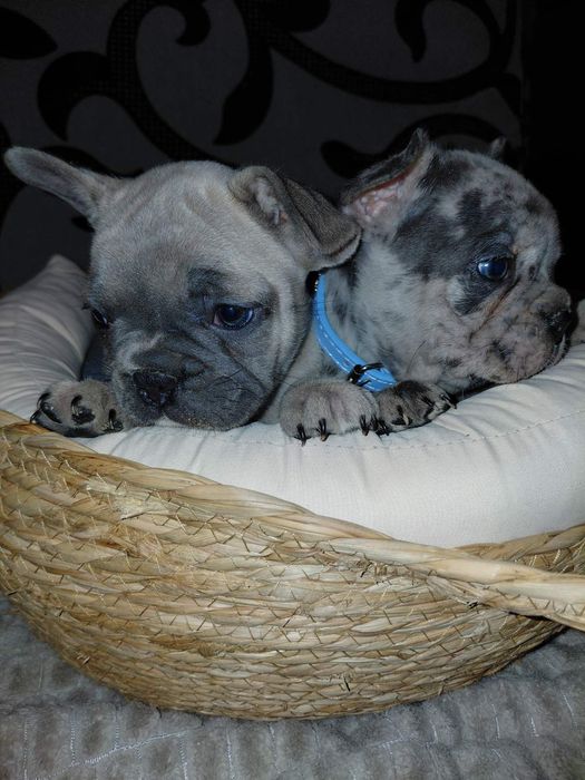 Френски булдог-булдочета