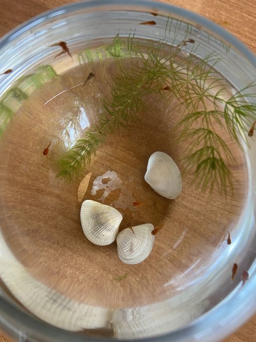 рыбки аквариумные мальки меченосцы