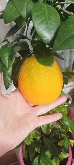 Цитрусови растения