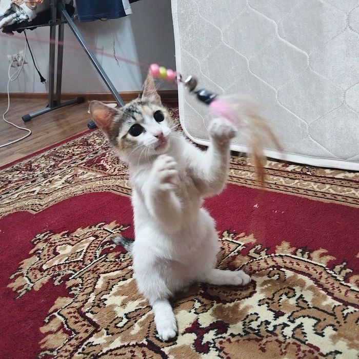 Отдам котёнка в хорошие руки