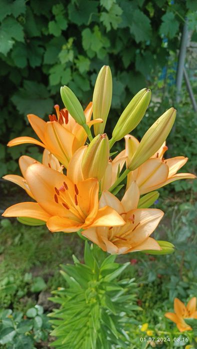 Продам многолетники