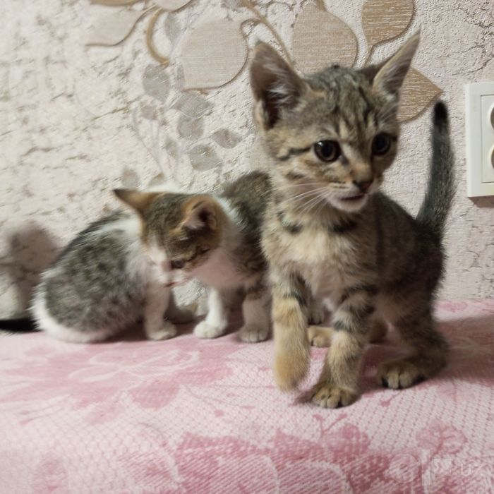 Отдам котят в добрые руки.