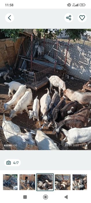 Vand capre tinere de rasa