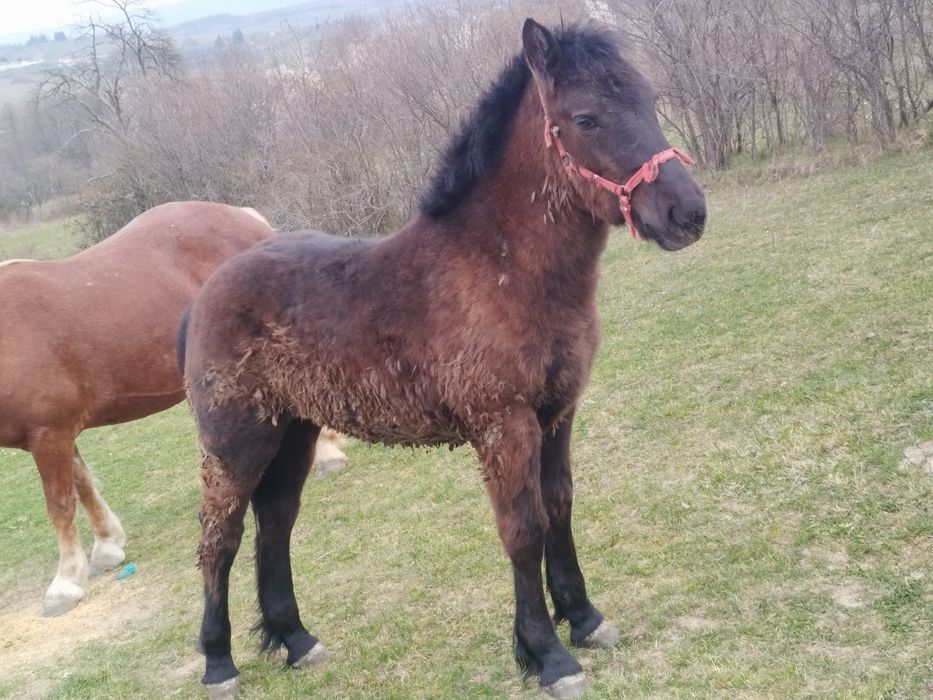 Mânză neagra de vanzare