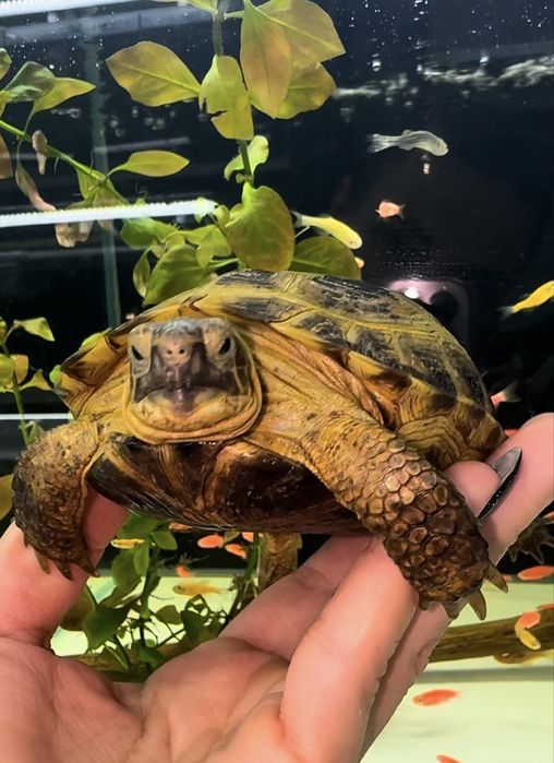 Сухопутные Черепашки