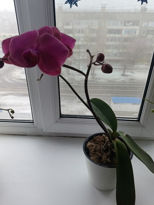 Продам орхидею за 5000