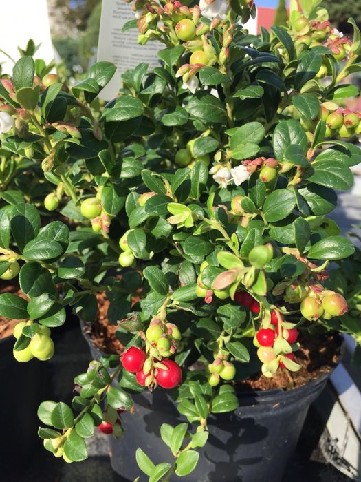 Arbusti Fructiferi (Afin Rosu )