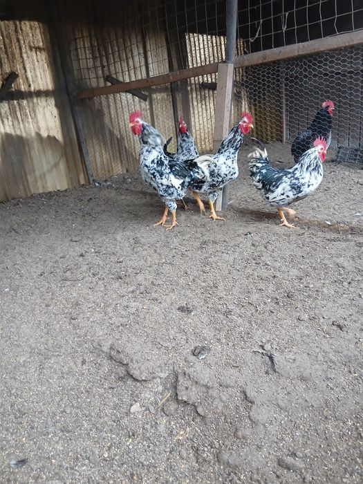 Cocoși de diferite rase