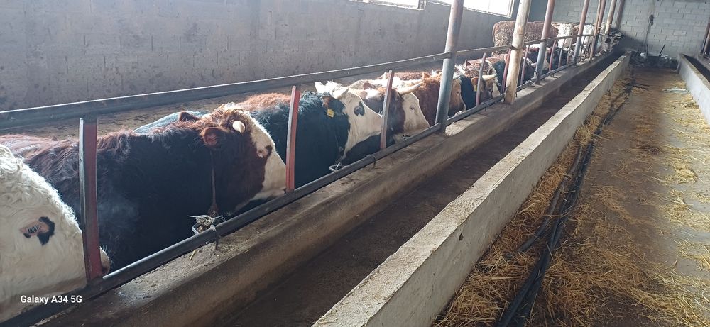 Откорм сатылады   120