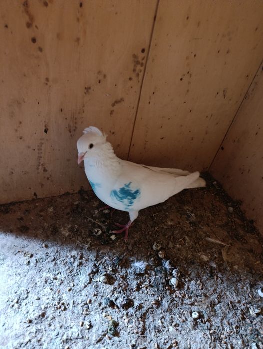 Голубь чубатый лет есть