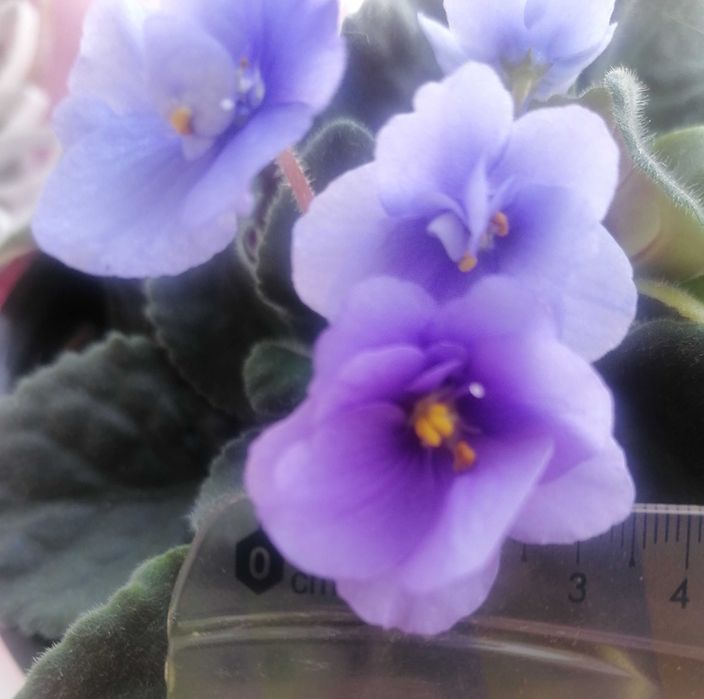 Фиалка сортовая голубая