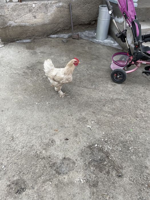 Петухи молодые ,активные