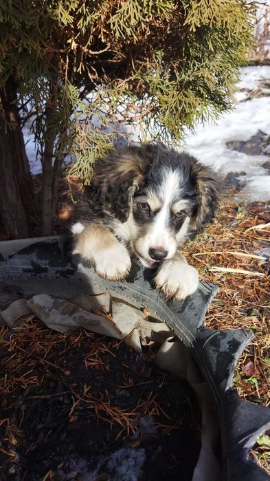 Очаровательная щенок-девочка ищет дом :)