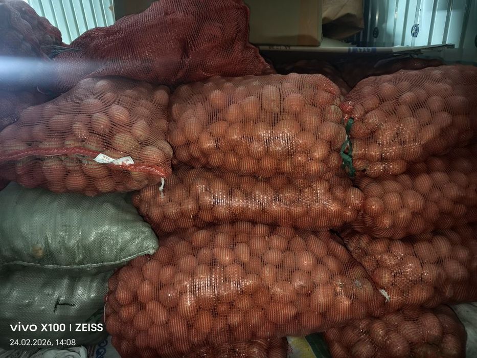 семенная картошка сорт гала. 7 тонн