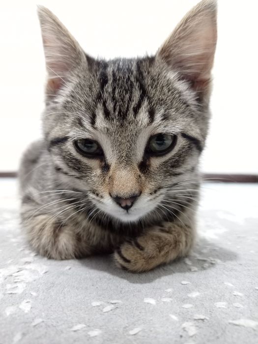 Котёнок милый ^•_•^