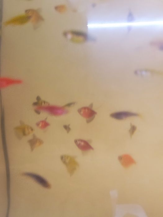 Продам данио, тернеции.