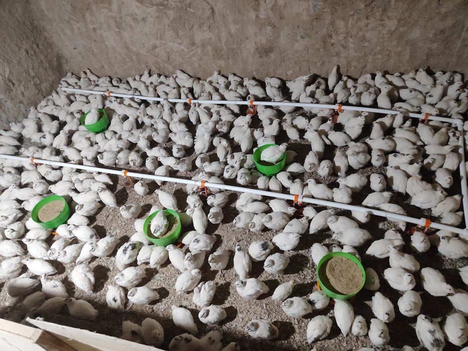 Бедана  гошти сотилади