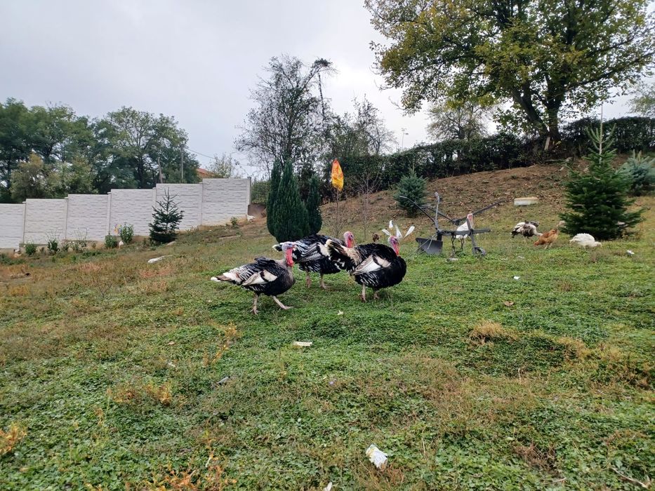 Ofer curcani si curci in spre vanzare!