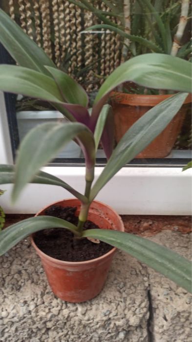 Комнатные растения (отростки)