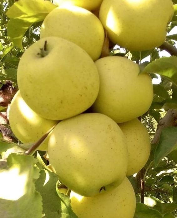 Продаёться Саженцы сортове