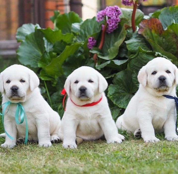 Продажа Щенков Лабрадора!