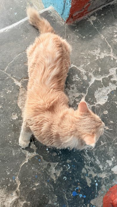 Найден кот Мейн кун