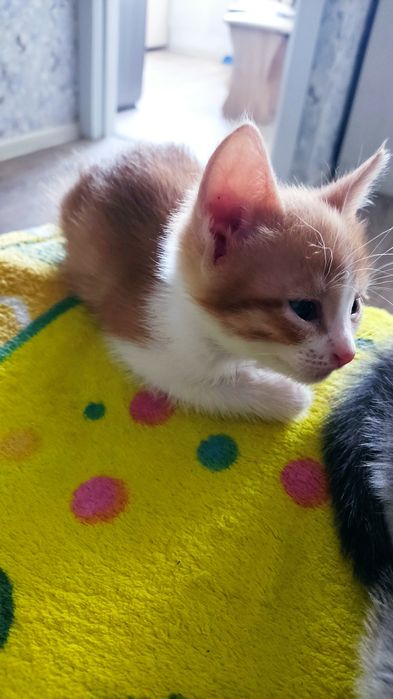 Отдам даром котят