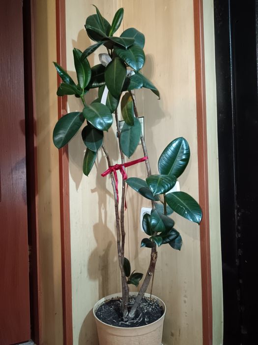 Фикус  1.5 метра