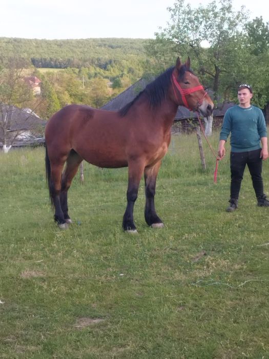 Mânză de 2 ani de vanzare