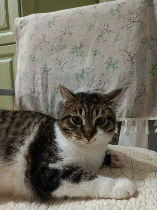 Отдам кошку в добрые руки