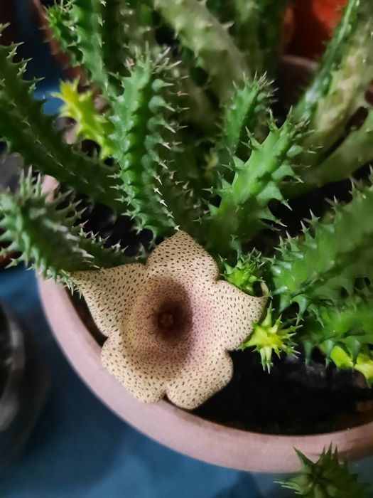 Сукулент  красивый