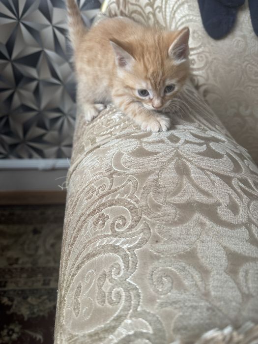 Отдам котят в добрые руки.