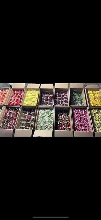 Тюльпаны оптом Беларусь