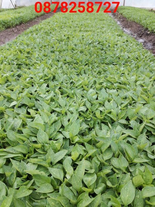 Продавам  разсад за Пипер и Домати и др.