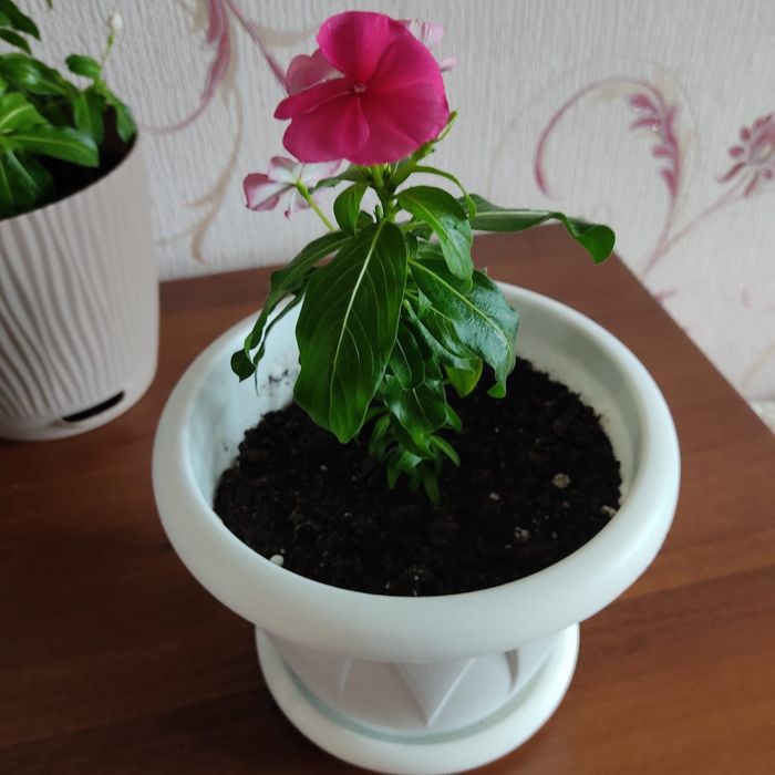 Катарантус 2-хлитровый , цена 1500 тг