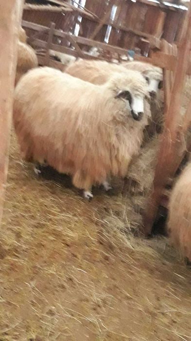 De vanzare oi 15 bucati mioare si stramioare