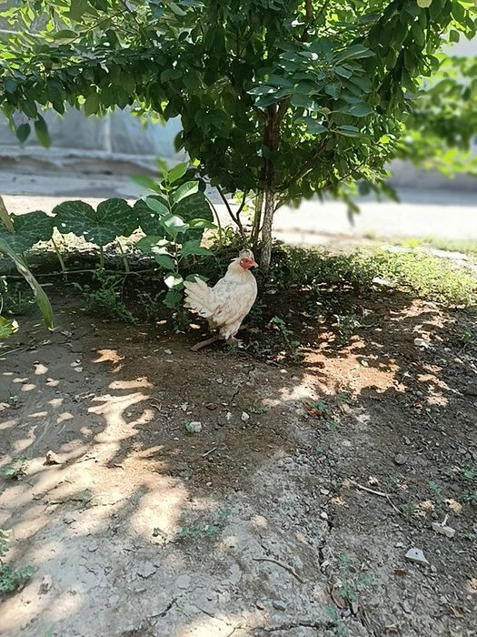 Yapon toʻvogʻi sotiladi