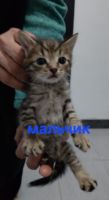Красивые котята в добрые руки