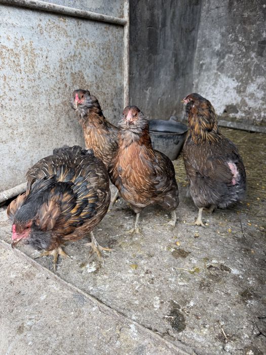 Araucana Potarnichiu Salbatic pasari si oua