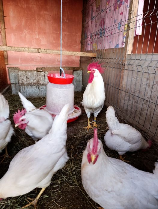 Ouă incubat leghorn alb