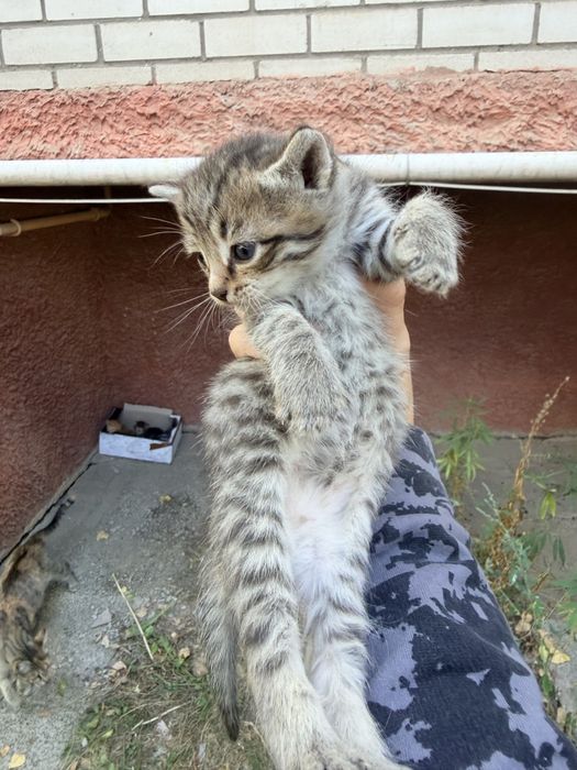 Котята очень красивые