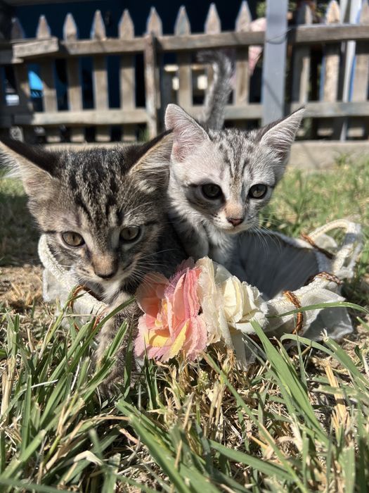 Миленькие котята