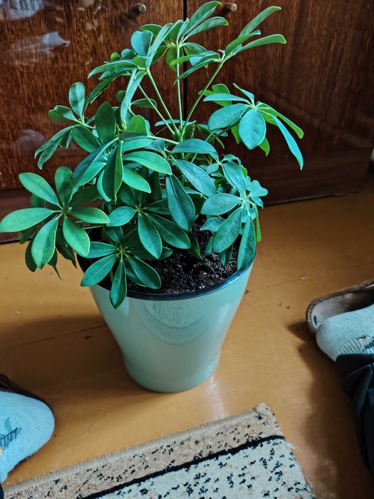 Продам комнатной растение шефлера