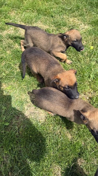 Ciobănesc belgian Malinois