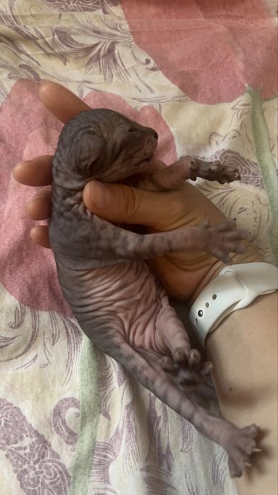 Котенок сфинкс породы бронь