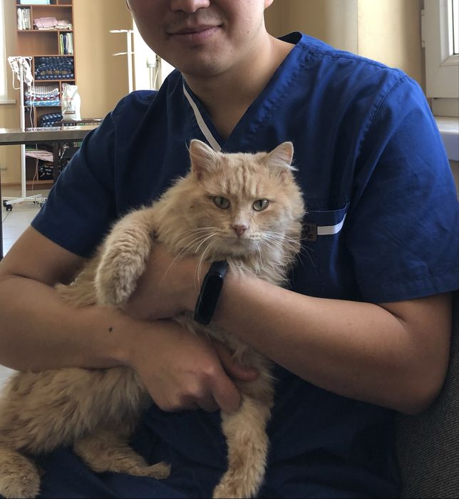 Ветеринар на дом. Вет врач