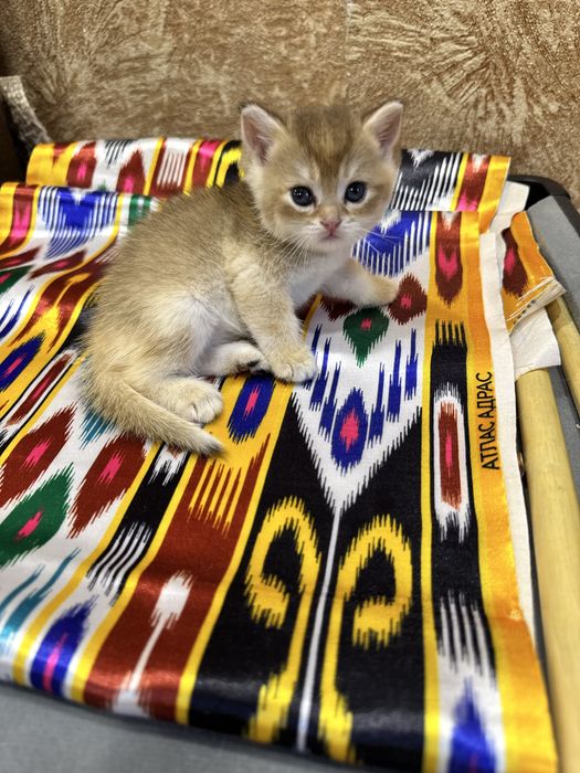 Продается золотой бритиш