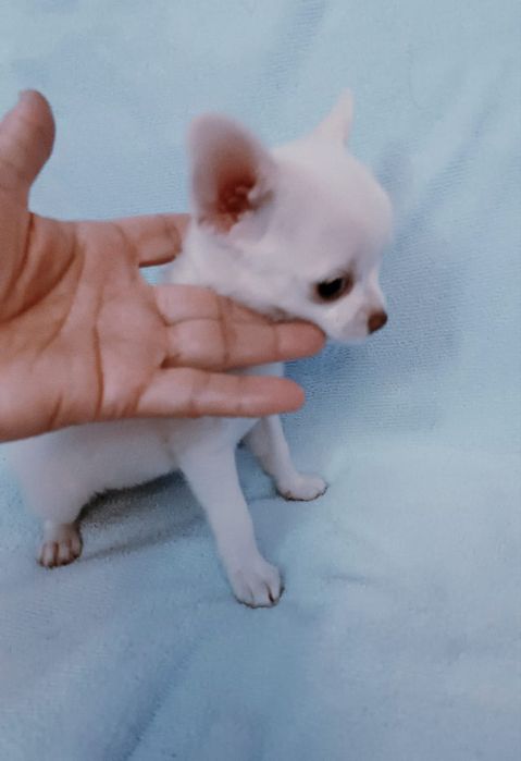 Мини  щенок чихуахуа