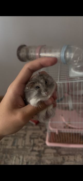 отдам хомяков в хорошие руки