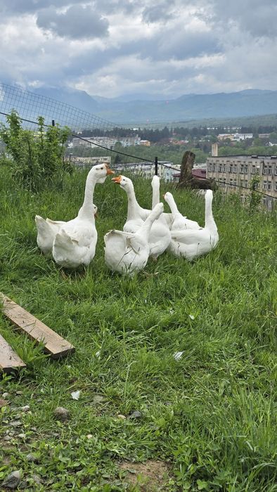 Cauta alta casa ,primul venit primul servit!!